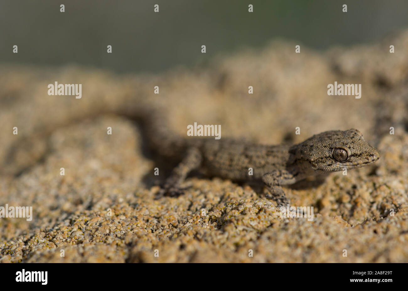 Kotschy's Gecko (Mediodactylus Kotschyi) auf der griechischen Insel Zypern, Griechenland. Stockfoto