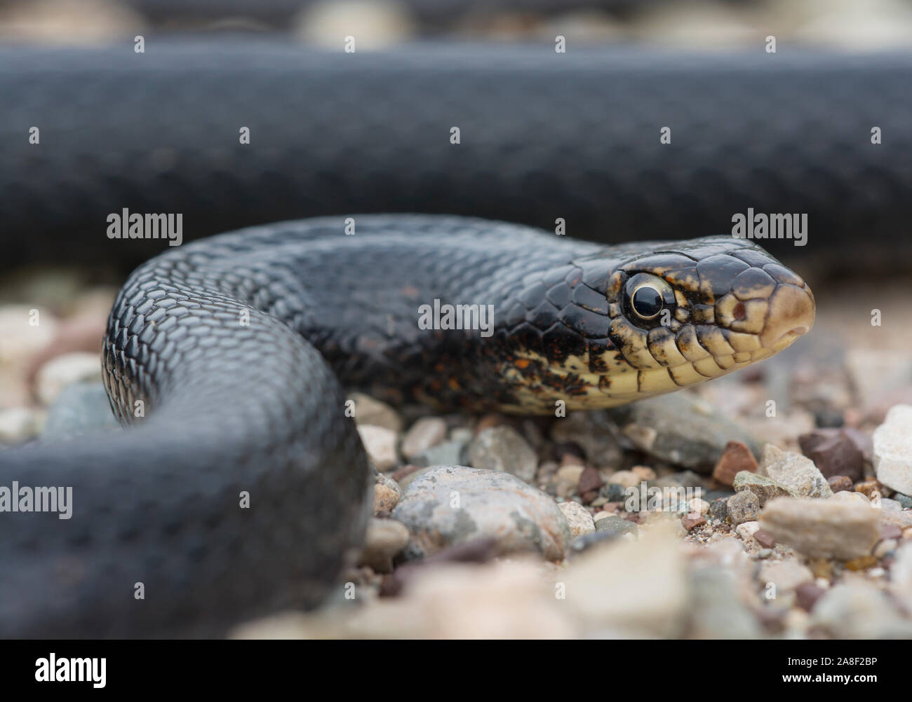 Schwarze Peitsche Schlange (Dolichophis jugularis) auf der Insel Zypern. Stockfoto