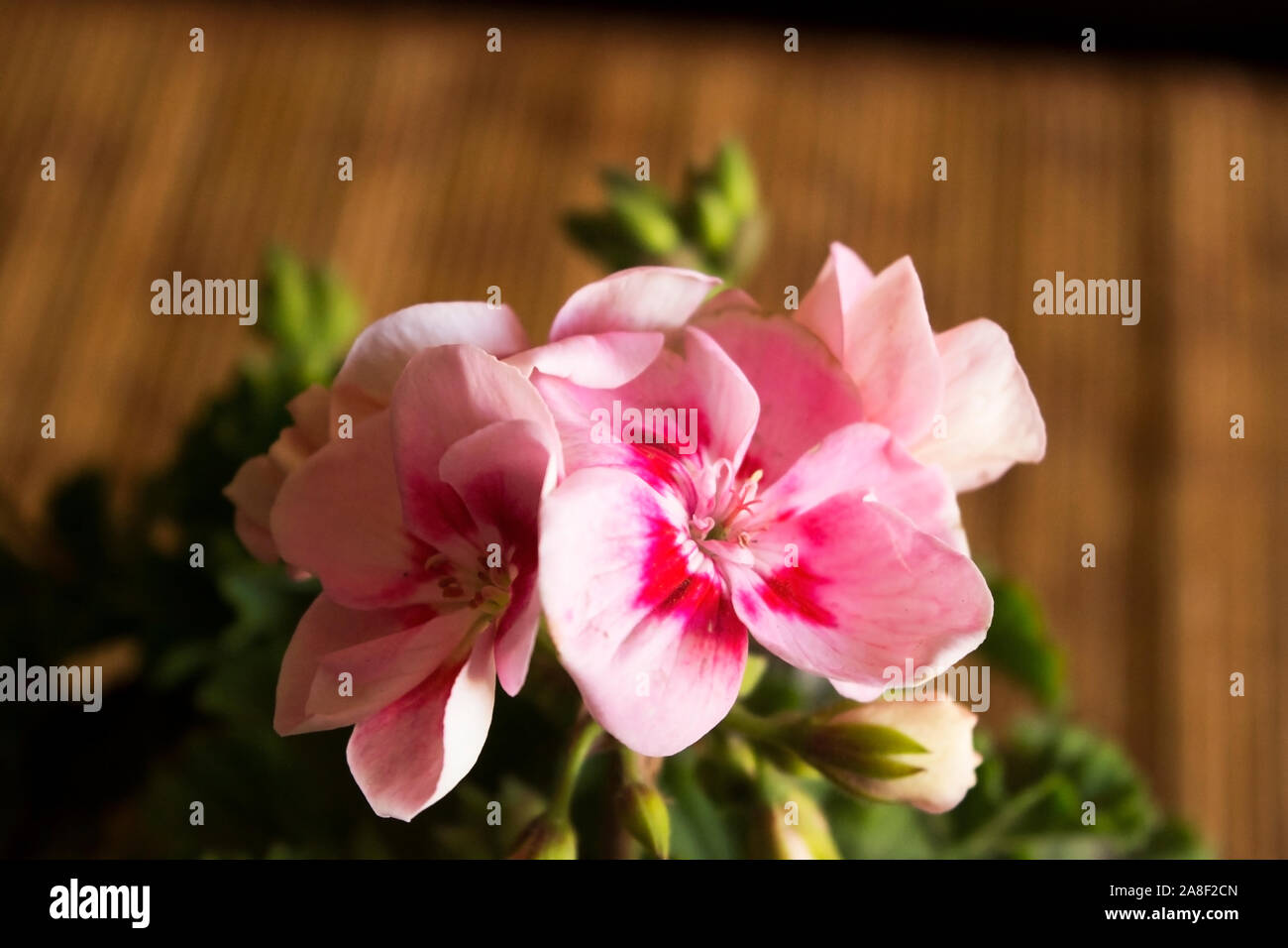 Eine wunderbare, schön, bunt, Foto, von Blumen als Illustration verwendet, Tapete, abstrakt, Hintergrund, Karten, Design, Dekoration, Textur, وpostcard Stockfoto