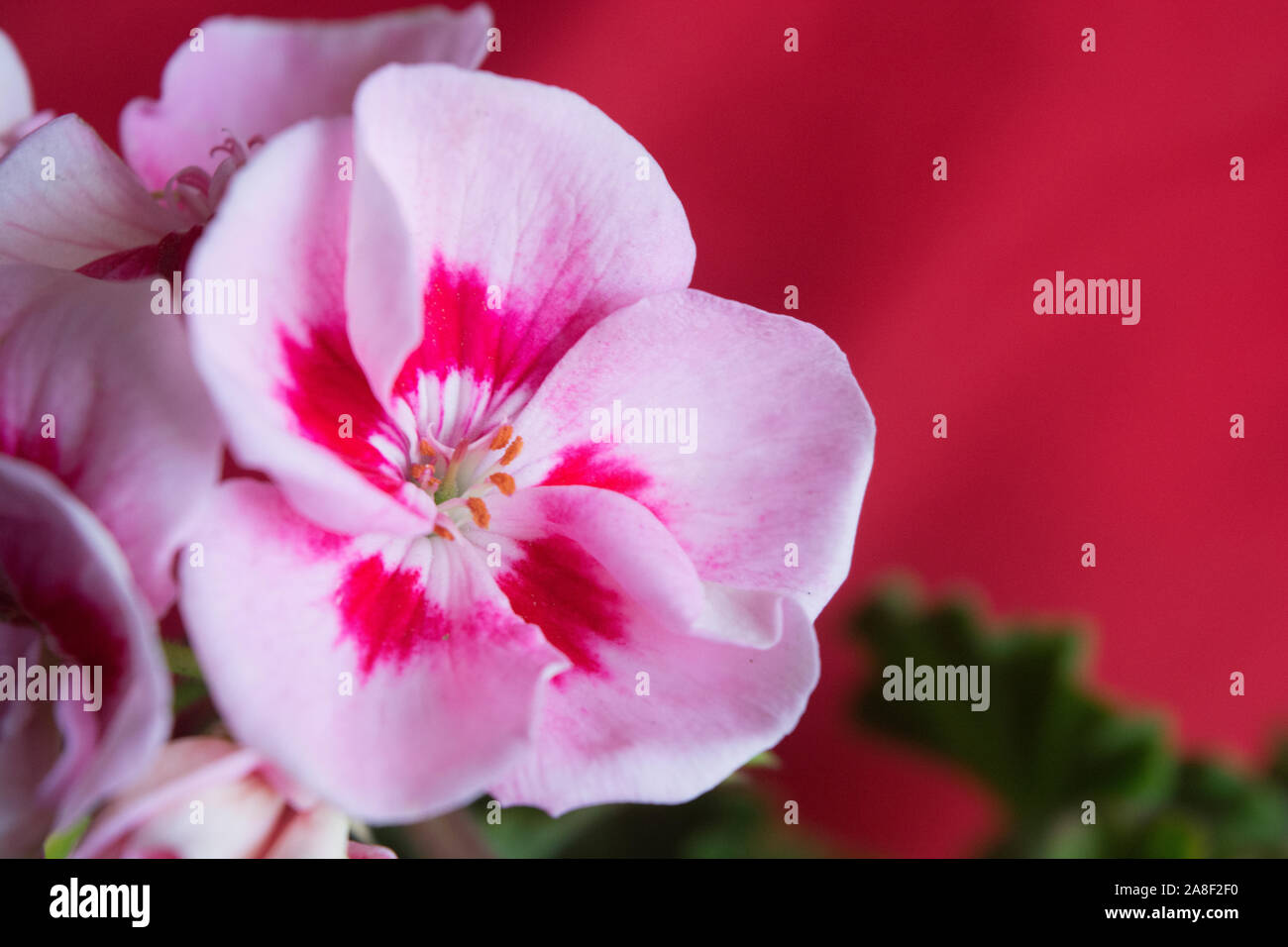 Eine wunderbare, schön, bunt, Foto, von Blumen als Illustration verwendet, Tapete, abstrakt, Hintergrund, Karten, Design, Dekoration, Textur, وpostcard Stockfoto