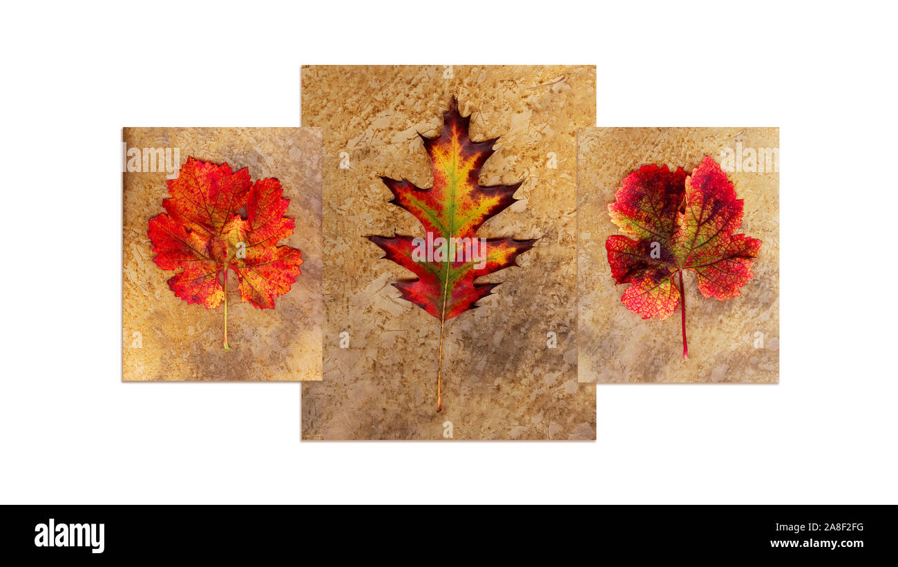 Scanner Foto mit einem Flachbettscanner in ultra erstellt - hohe Auflösung Stockfoto