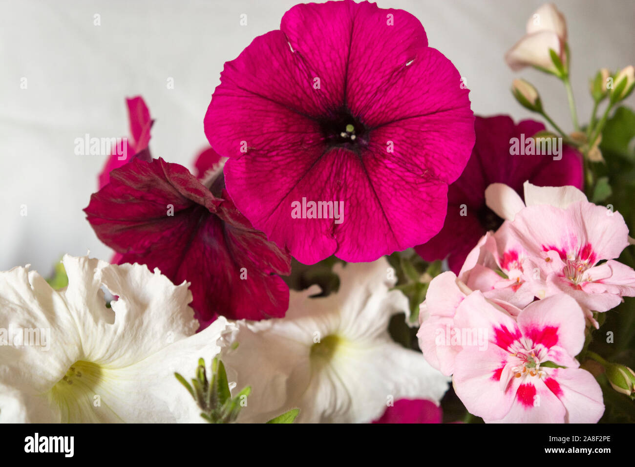Blumen, Sommer, Frühling, Blume, Design, Hintergrund, Garten, Blatt, schön, grün, Blüte, Pflanze, Bouquet, Dekoration, Einladung, Karte, Hochzeit, Stockfoto