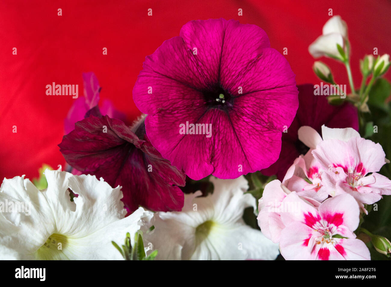 Blumen, Sommer, Frühling, Blume, Design, Hintergrund, Garten, Blatt, schön, grün, Blüte, Pflanze, Bouquet, Dekoration, Einladung, Karte, Hochzeit, t Stockfoto