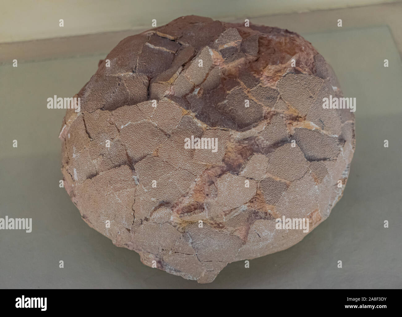 Moskau/Russland; 1. April 2018: Sauropoda versteinerte Dinosaurier ei Stockfoto