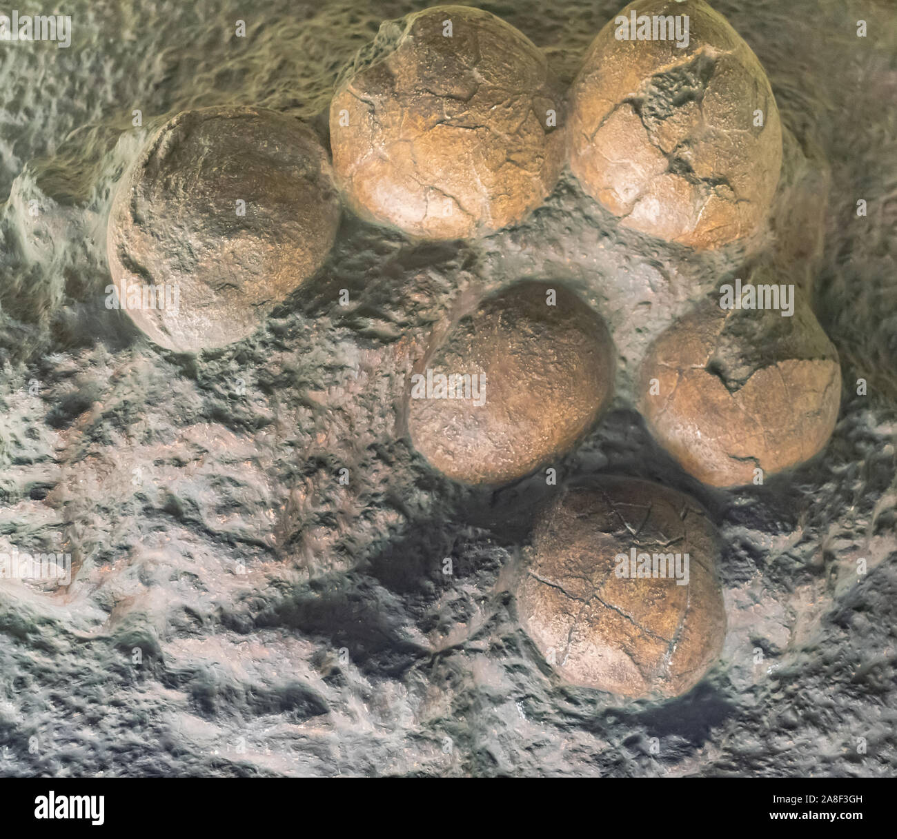 Moskau, Russland; 1. April 2018: Versteinerte Oolithes spheroides Dinosaurier Eier, in Moskau ausgesetzt Stockfoto