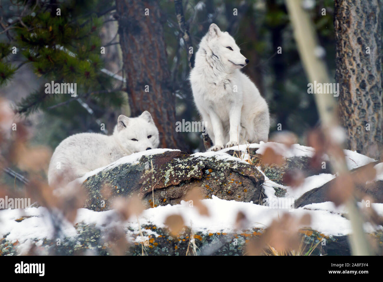 Weisse Fuchse Stockfotos Und Bilder Kaufen Alamy