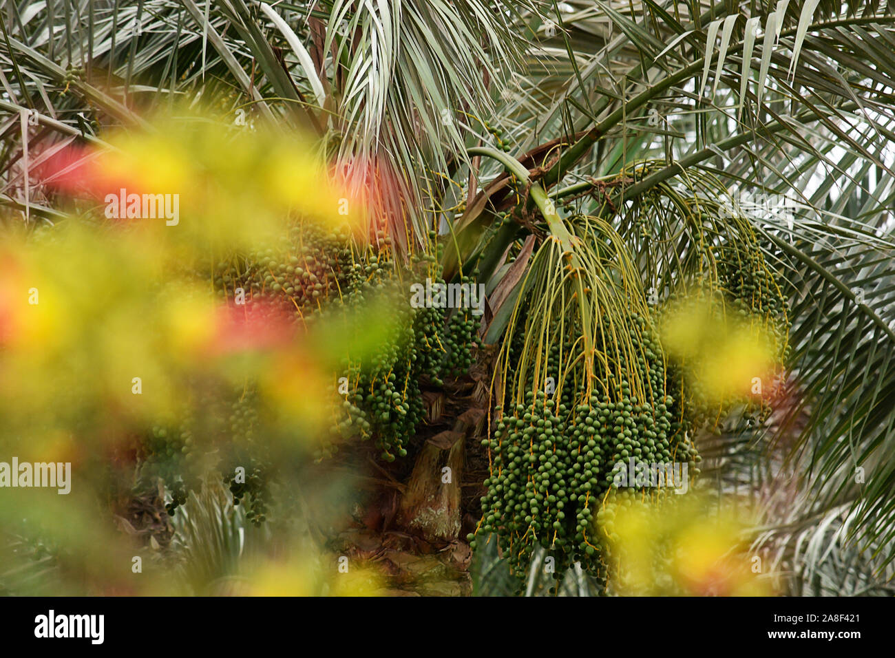 Eine wunderbare, schön, bunt, Foto, von Blumen als Illustration verwendet, Tapete, abstrakt, Hintergrund, Karten, Design, Dekoration, Textur, وpostcard Stockfoto