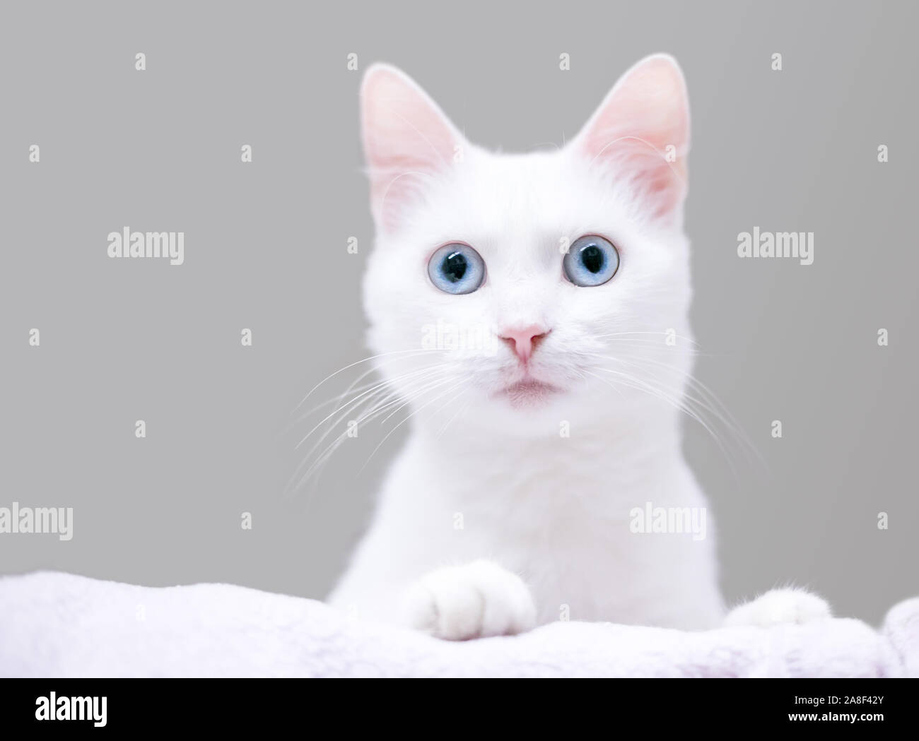 Eine junge Weiße inländischen Kurzhaar Katze mit blauen Augen und einen überraschten Ausdruck