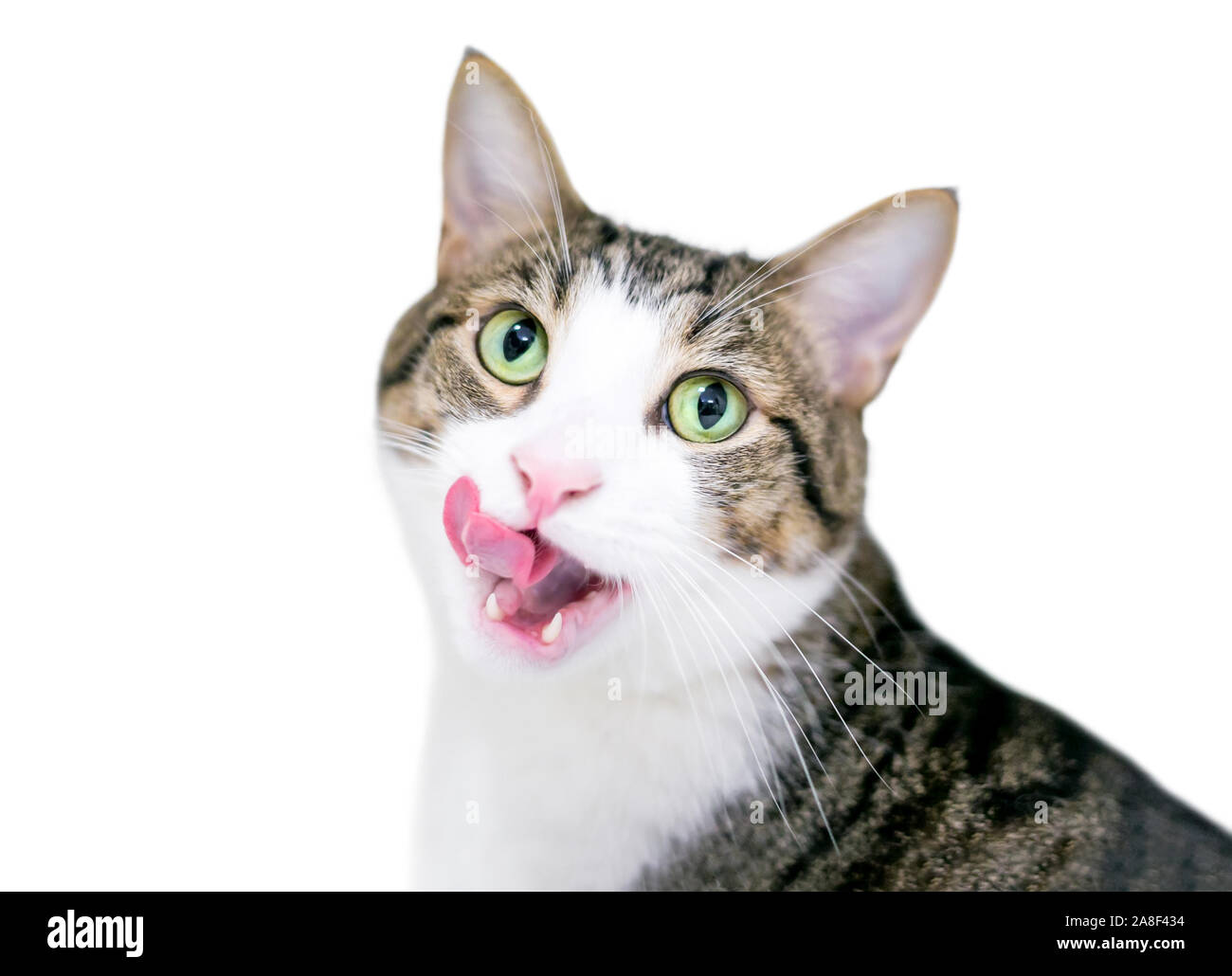 Eine inländische Kurzhaar Katze mit Tabby und weiße Markierungen, leckte seine Lippen Stockfoto