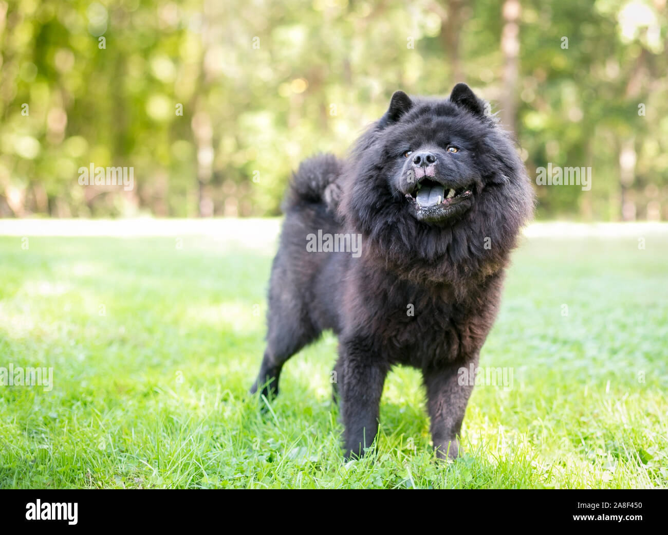 Eine schwarze Chow Chow Dog mit einer dicken, wolligen Fell stehen im Freien Stockfoto
