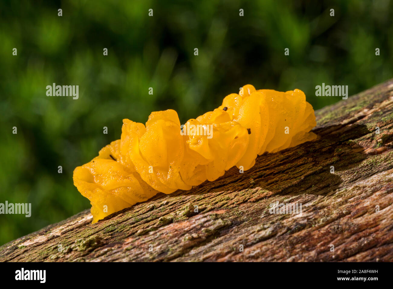 Gelbe Gehirn/golden jelly Pilz/Gelb trembler/Hexen "Butter (Tremella mesenterica/Helvella mesenterica) auf Baumstamm im Herbst Wald Stockfoto