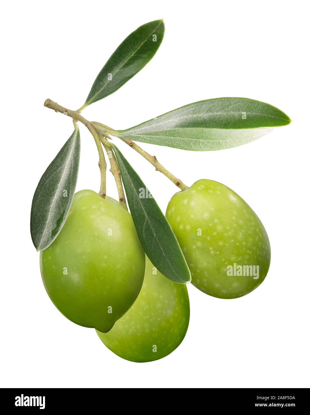 Drei grüne Oliven auf Ast mit Blätter (Olea europaea Früchte), isoliert Stockfoto