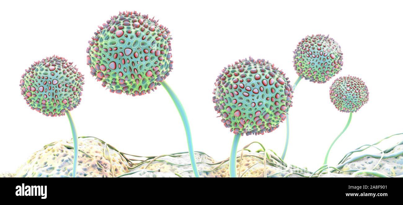 Pilzartige Fruchtkörper, Abbildung Stockfoto