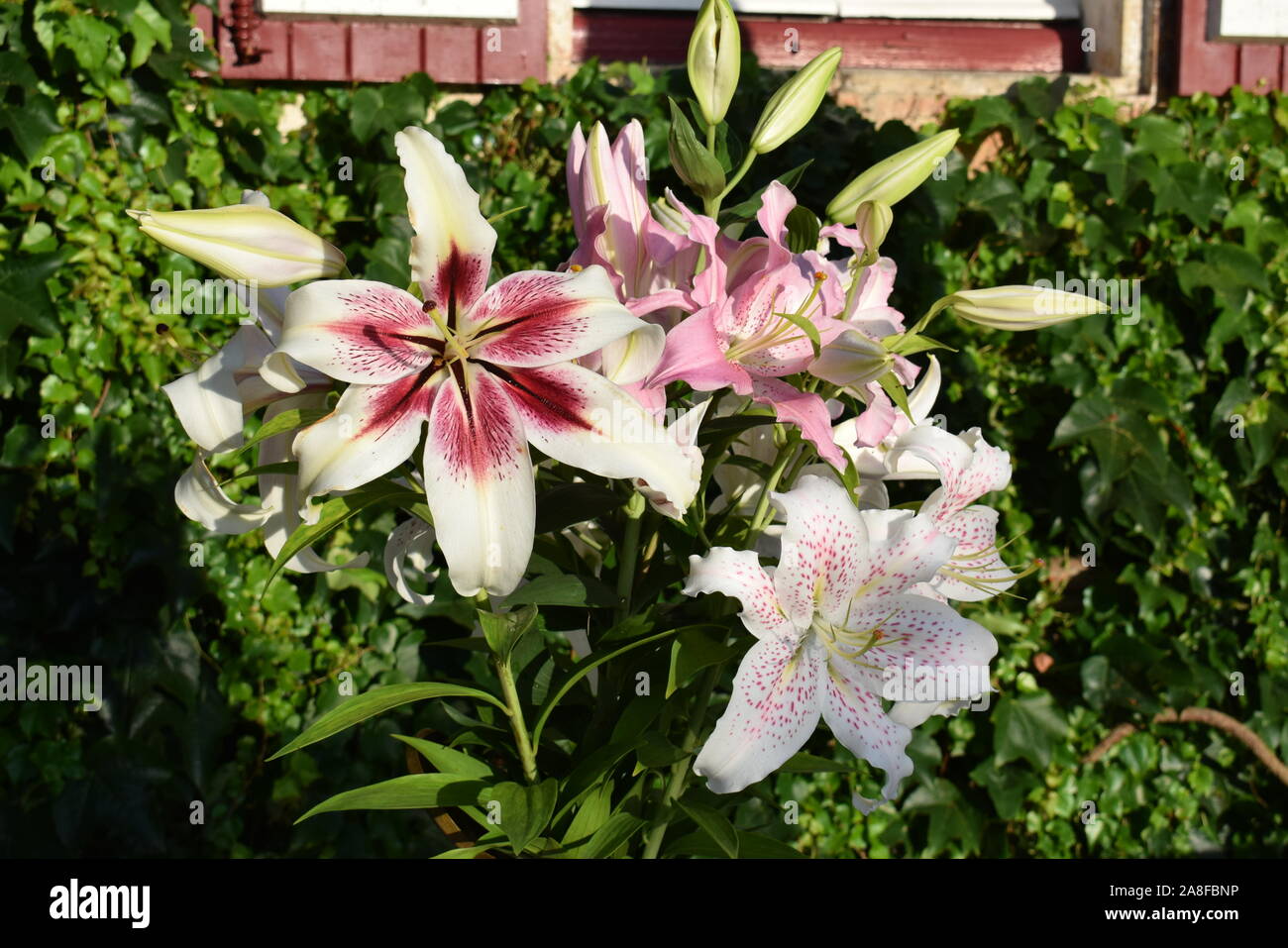 Bouquet de Lys Lavon, Extravaganz et Joséphine Stockfoto