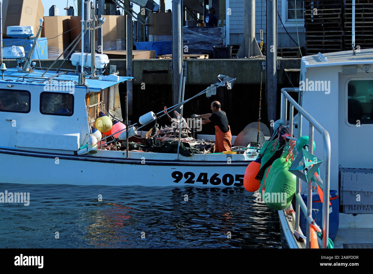 Ein Fischer in Orange waders werfen Dornhai auf seinem Boot am Chatham Fish Pier, Cape Cod, Massachusetts Stockfoto