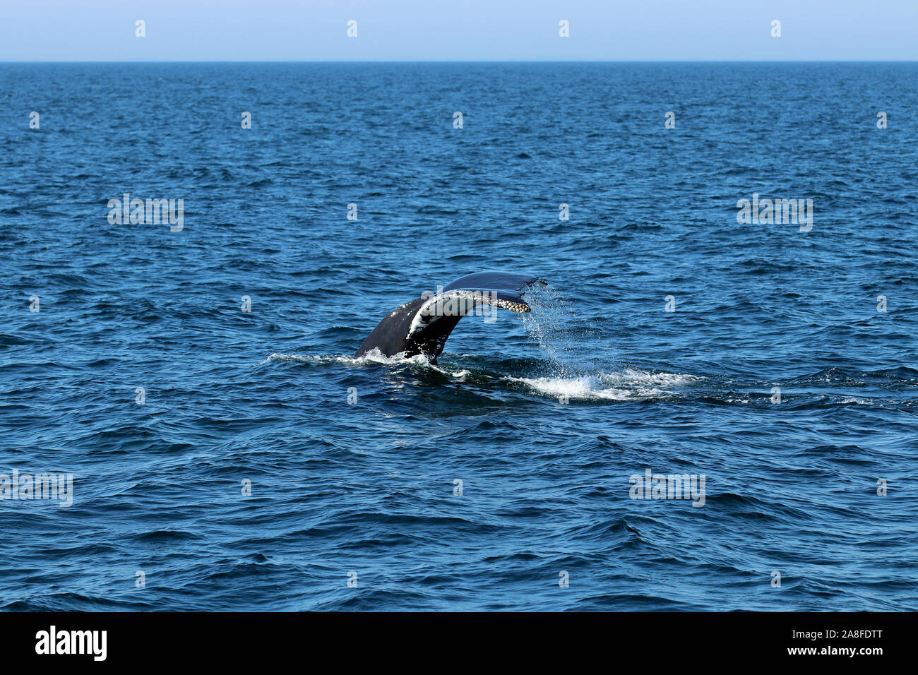 Die Fluke eines Buckelwal (Megaptera novaeangliae) in einem Tauchgang bei Stellwagen Bank National Marine Sanctuary vor der Küste von Massachusetts Stockfoto