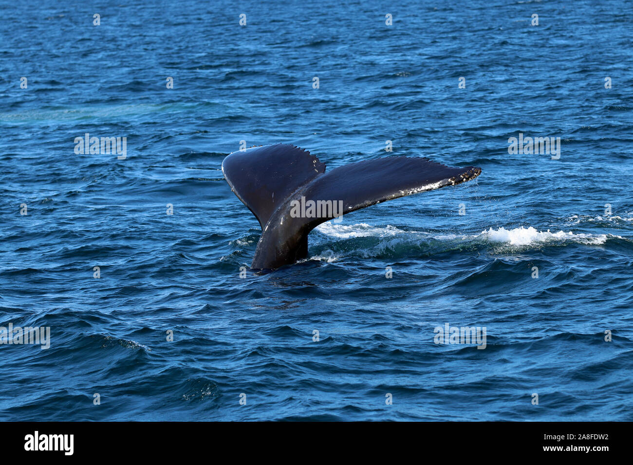 Close-up von Fluke der Buckelwal (Megaptera novaeangliae) in einem Tauchgang bei Stellwagen Bank National Marine Sanctuary vor der Küste von Massachusetts Stockfoto
