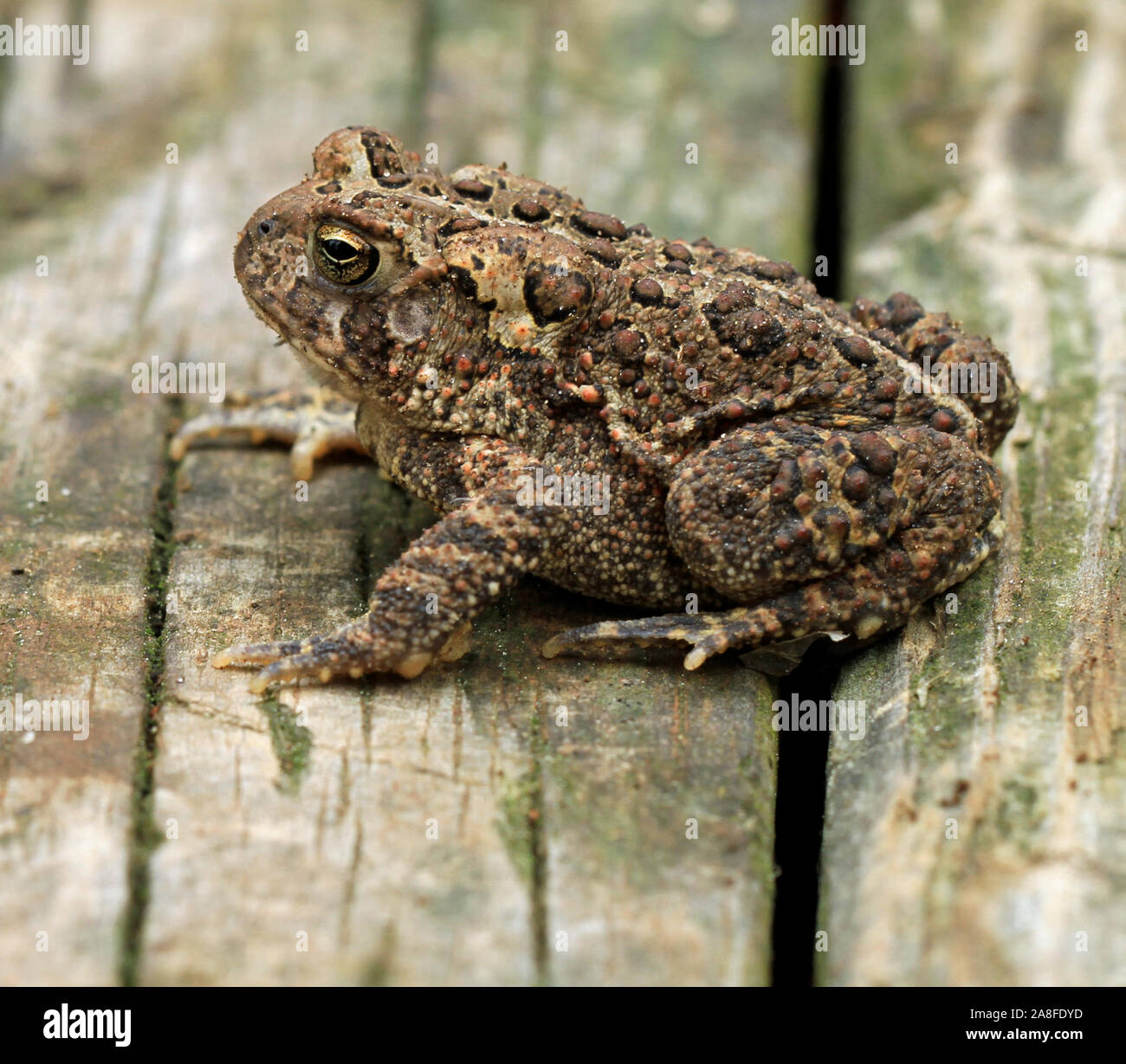 Close-up Seitenansicht eines erwachsenen Fowlers Kröte (Anaxyrus Fowleri) im Frühjahr Stockfoto