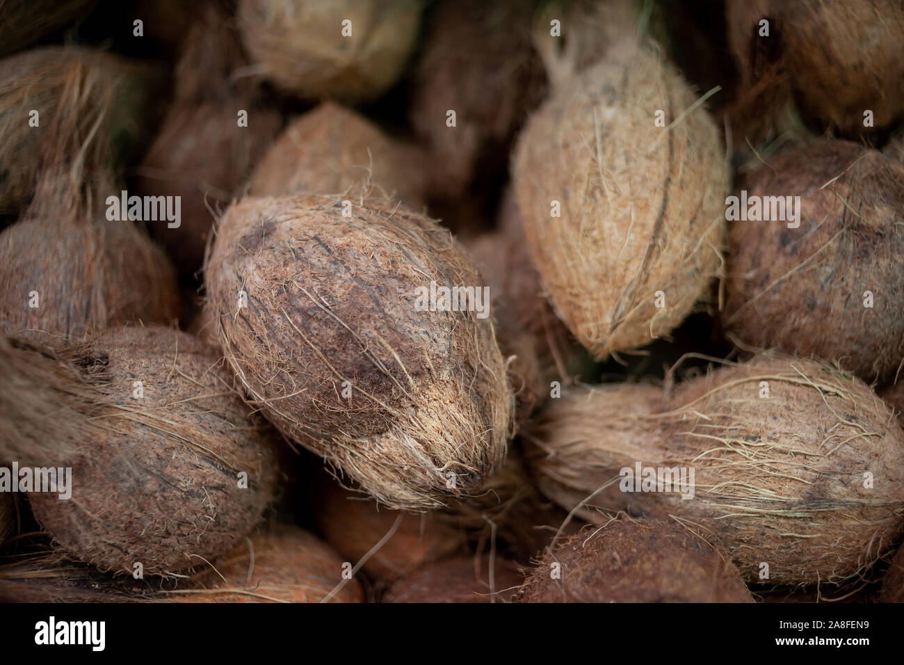 Ein Haufen von Kokosnüssen. Schön an einem Marktstand in Little India, Singapur angezeigt. Stockfoto