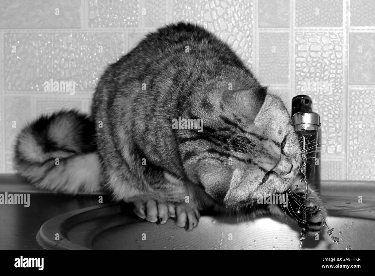 Schwarze und weiße große Kurzhaar Katze trinkt Wasser in der Küche. Exot graue Katze spielt mit einem Strom von Wasser. Stockfoto