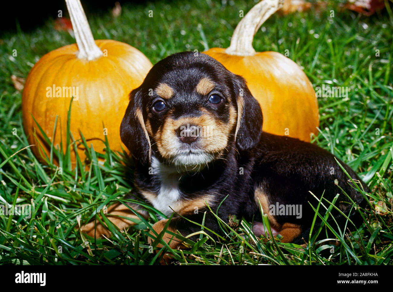 Beagle Welpen, Canis familiaris, im Gras mit Kürbissen Stockfoto