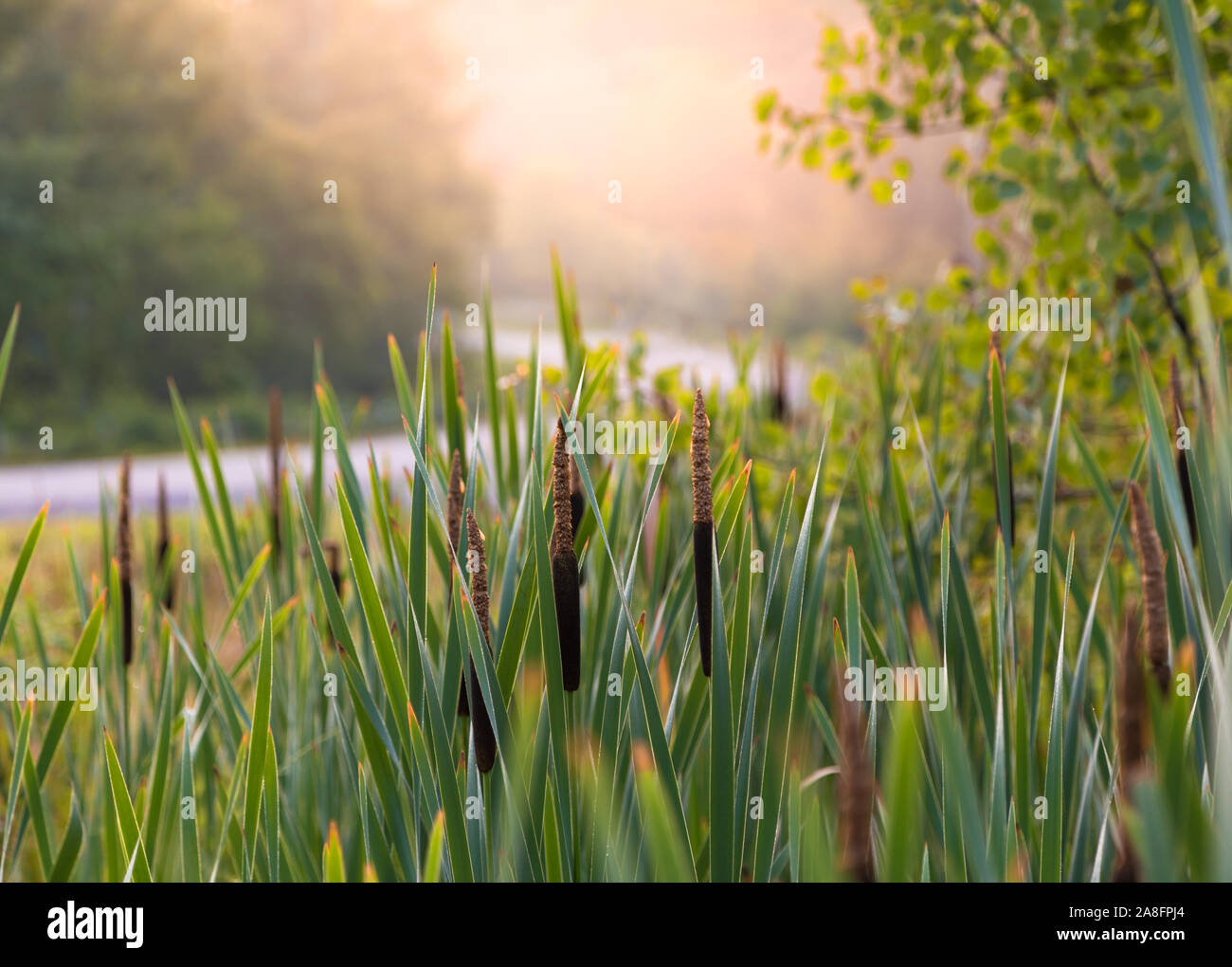 Morgensonne durch Schilf auf einer Wiese. Stockfoto