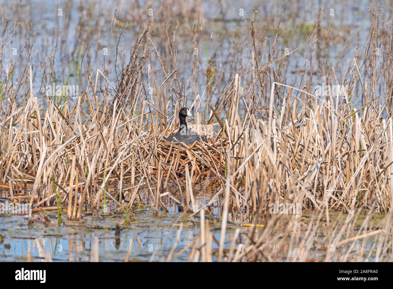 Amerikanische Blässhuhn auf sein Nest in einem Sumpf in der Horicon Marsh in Wisconsin Stockfoto