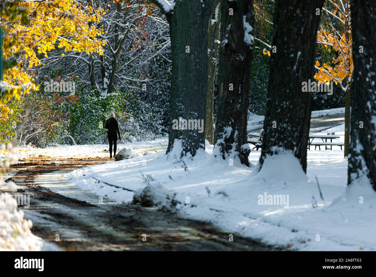 London, Kanada - 8. November 2019. Mit den meisten Bäume noch voller Blätter, Londoner Spaziergang durch Springbank Park nach einem frühen Schnee fallen. Stockfoto