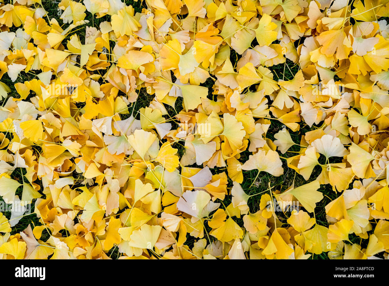 Stapel von Ginkgo Biloba Blätter Stockfoto