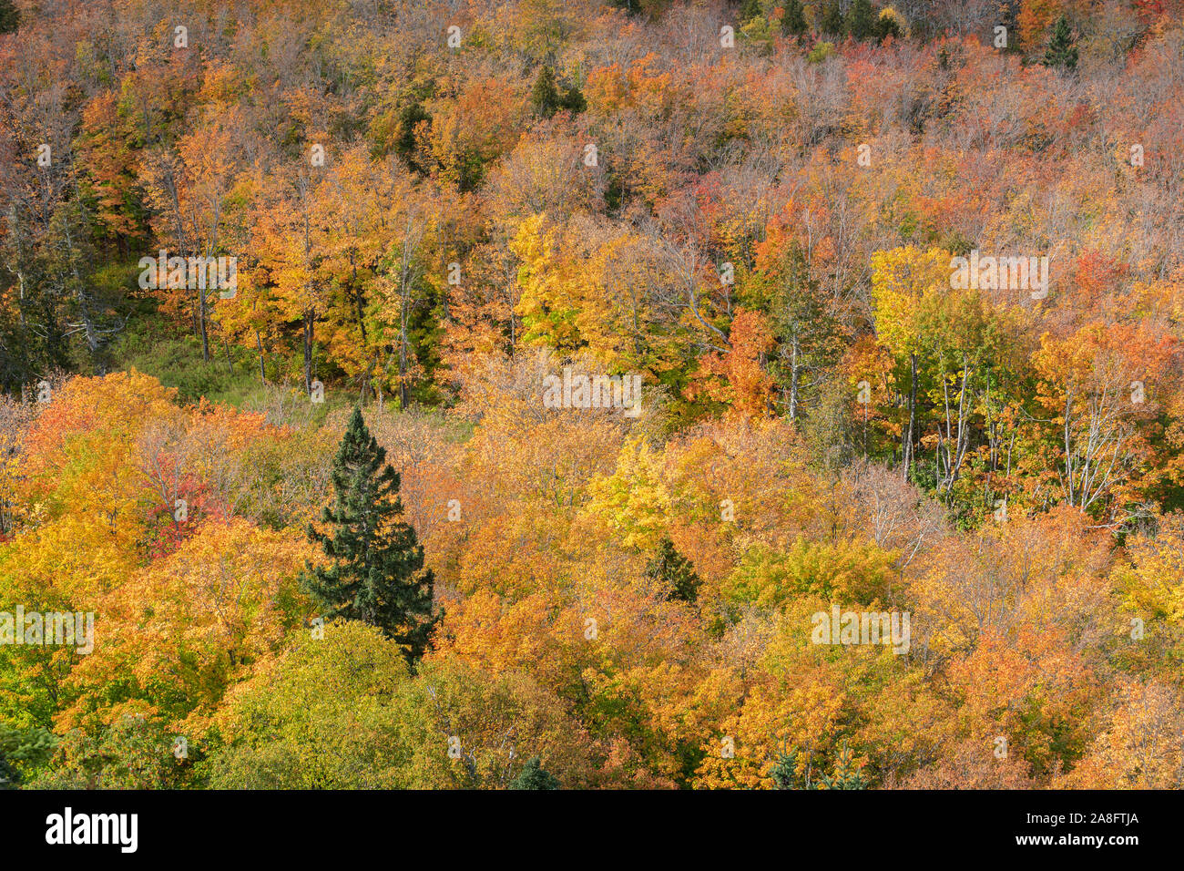 In den herbstlichen Laubwald gemischt, Herbst, Mystery Lookout, Minnesota, von Dominique Braud/Dembinsky Foto Assoc Stockfoto
