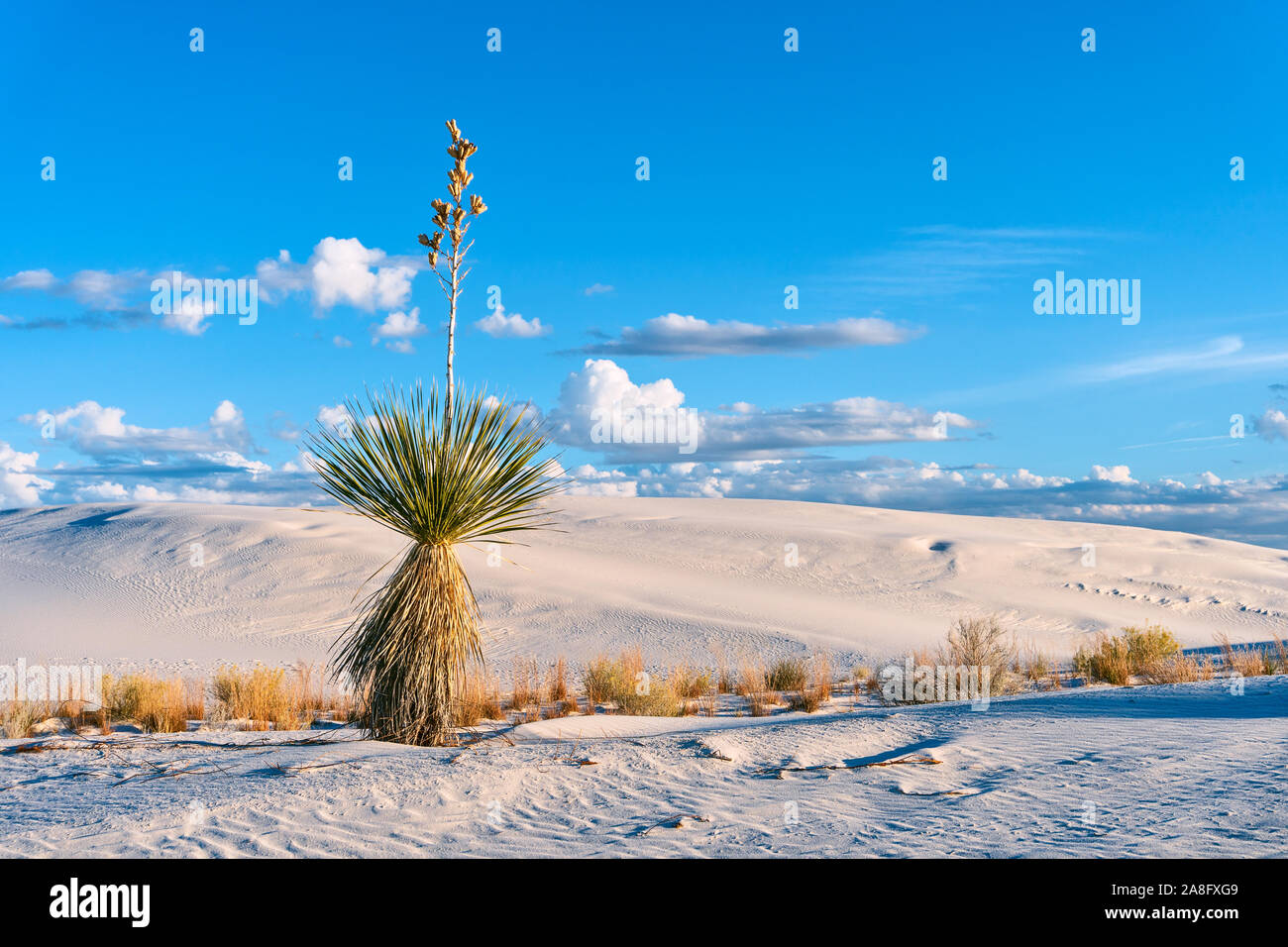 Malerische Wüstenlandschaft mit einer Soaptree Yucca gegen Sanddünen und blauen Himmel im White Sands National Park, New Mexico, USA Stockfoto