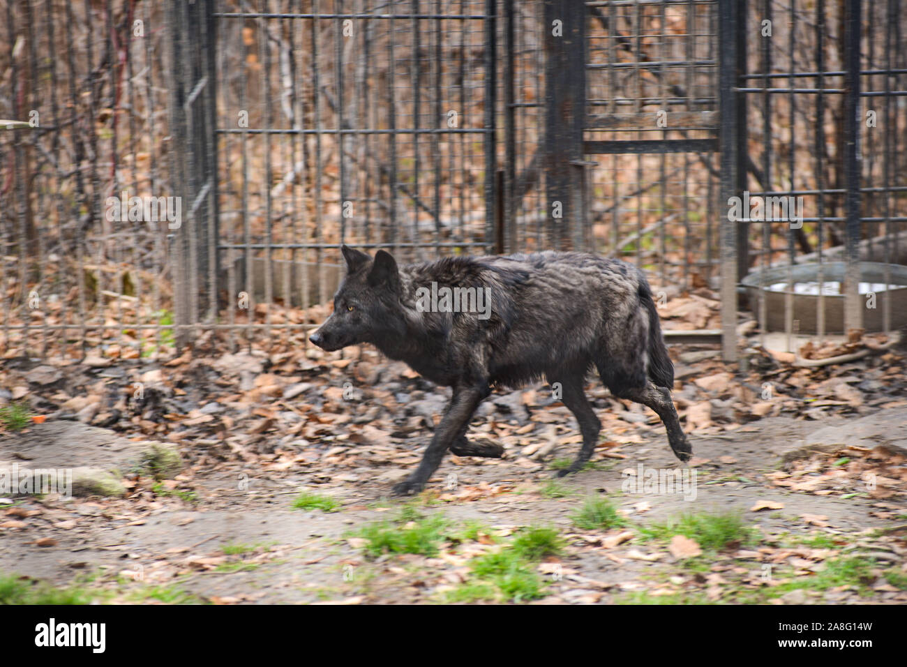 Black Wolf im Schnee in einem Käfig. Stockfoto