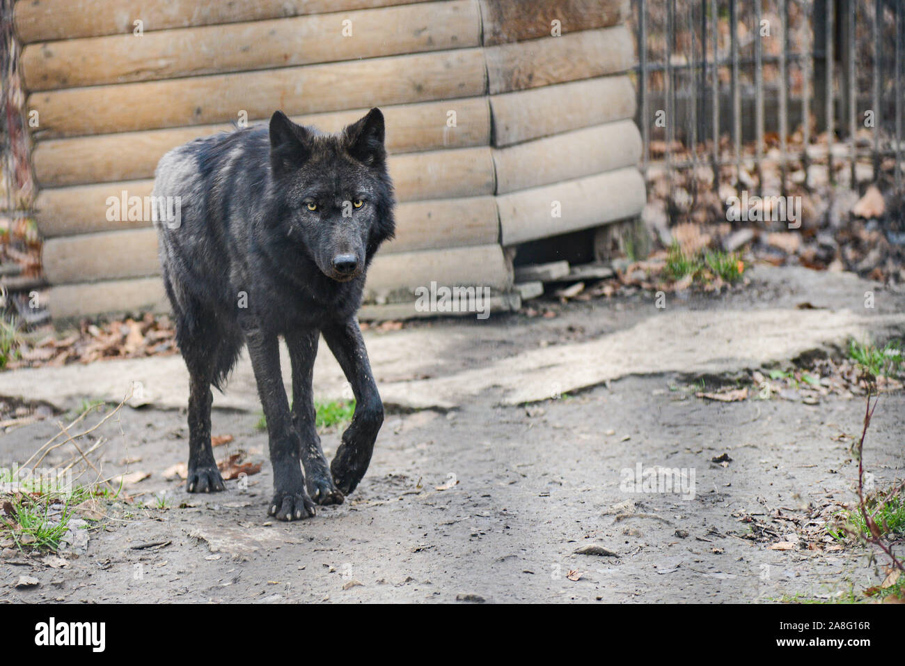 Black Wolf im Schnee in einem Käfig. Stockfoto