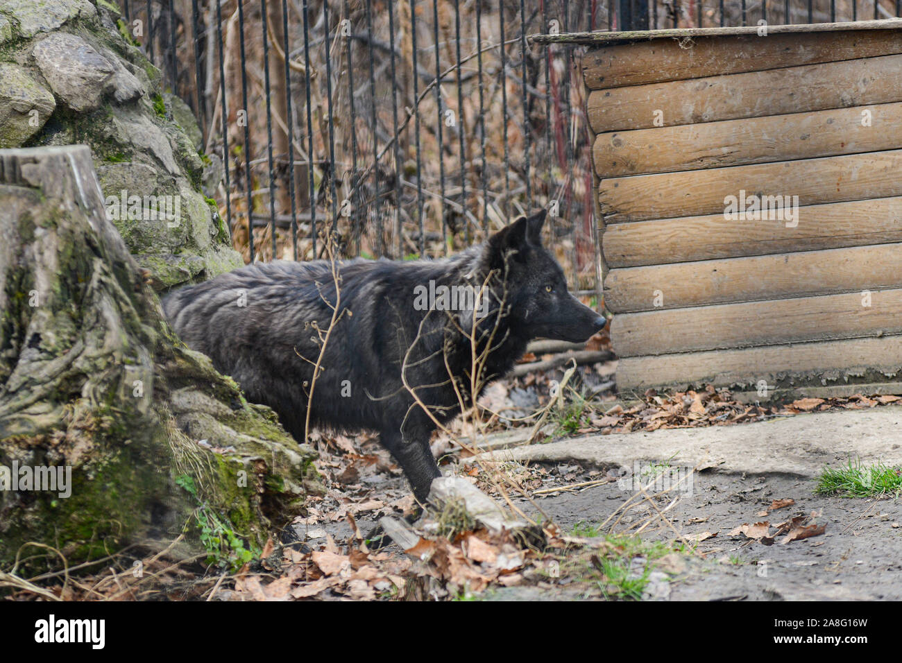 Black Wolf im Schnee in einem Käfig. Stockfoto
