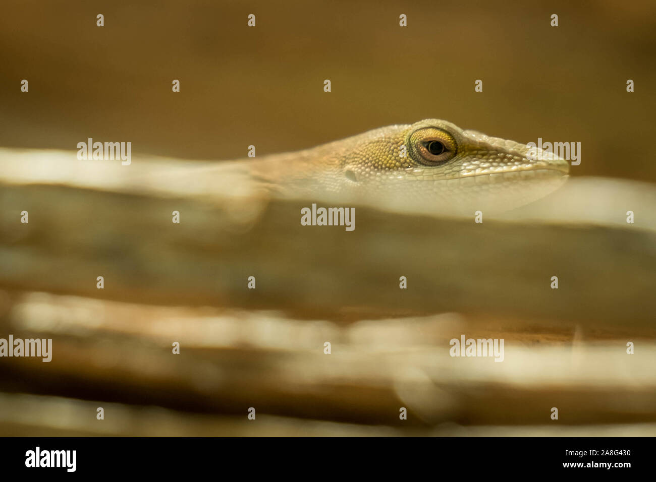 Ein Carolina anole Peeks über einige Holz bei Crowder Park in Apex, North Carolina. Stockfoto