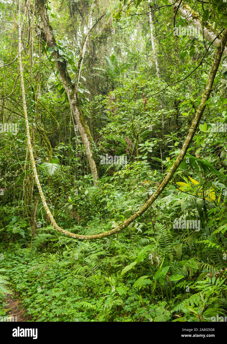Die Vegetation im Pichinde Region der Parque Nacional Natural Los Farallones de Cali im Valle de Cauca, Kolumbien. Stockfoto