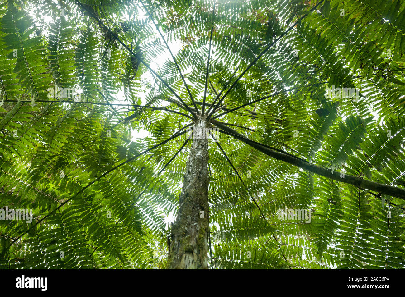 Blick von der Unterseite eines Baumes in der Pichinde Region der Parque Nacional Natural Los Farallones de Cali im Valle de Cauca, Kolumbien. Stockfoto