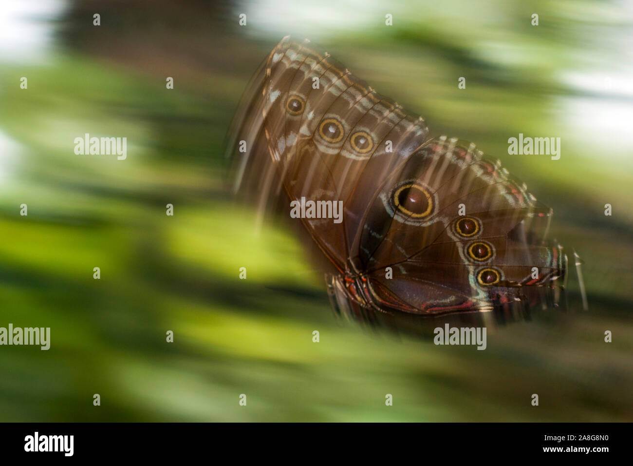 Morpho Butterfly in der Andoke Mariposario Schmetterling Heiligtum in der Nähe von Cali, Kolumbien. Stockfoto