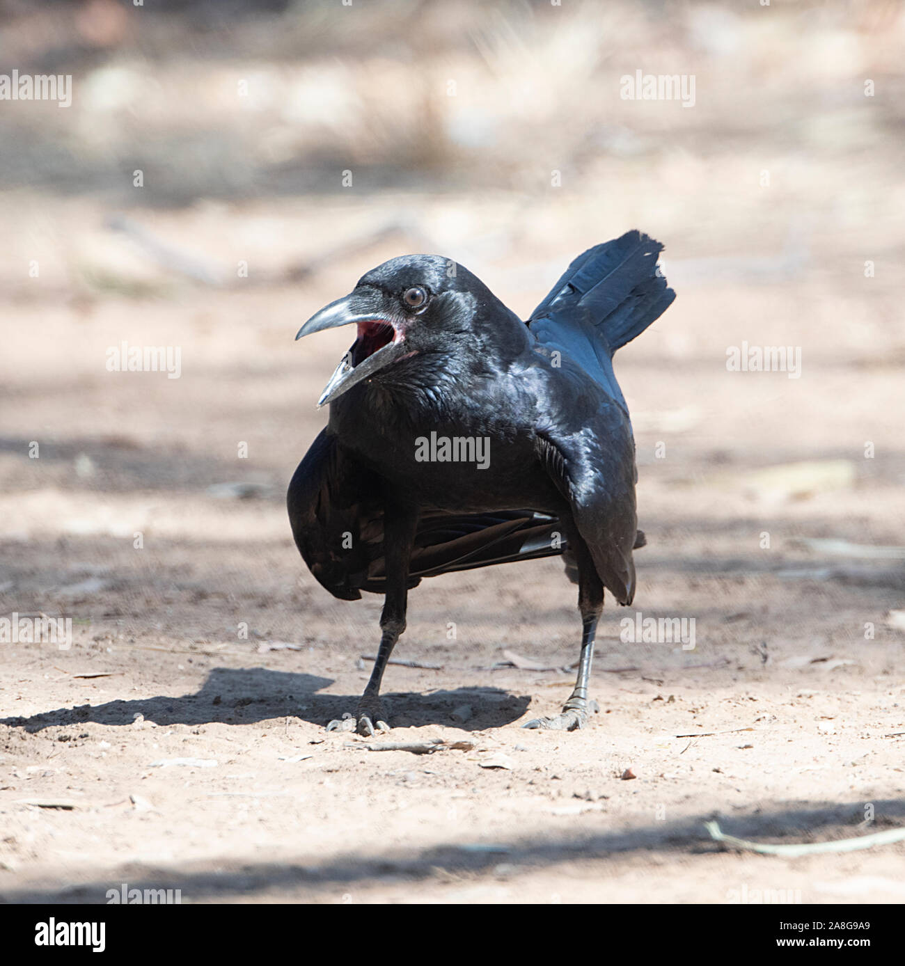 Junge Torresian Krähen (Corvus orru) mit offenem Schnabel, Queensland, Queensland, Australien Stockfoto