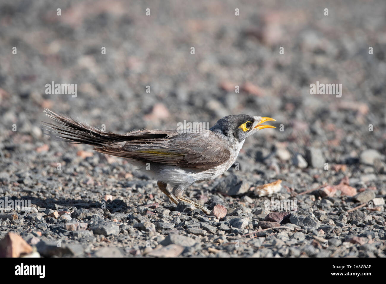 Laut Bergmann (Manorina Melanocephala) mit offenem Schnabel, Queensland, Queensland, Australien Stockfoto