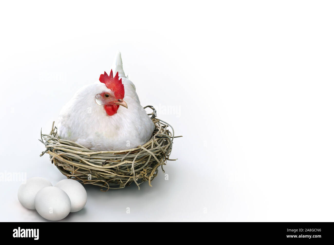 Weiße henne Verlegung in ein Nest mit Eiern in einem weißem Hintergrund. Stockfoto
