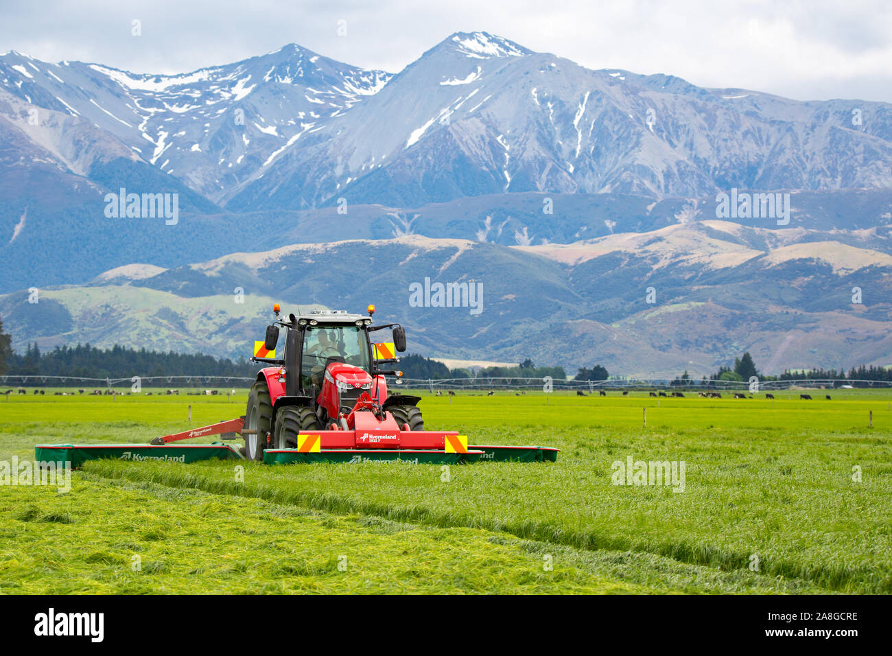 Canterbury, Neuseeland, 9. November 2019: Ein Traktor von Massey Ferguson und Kverneland Rasenmäher Schneiden von Gras für Silage auf einem ländlichen Bauernhof Stockfoto
