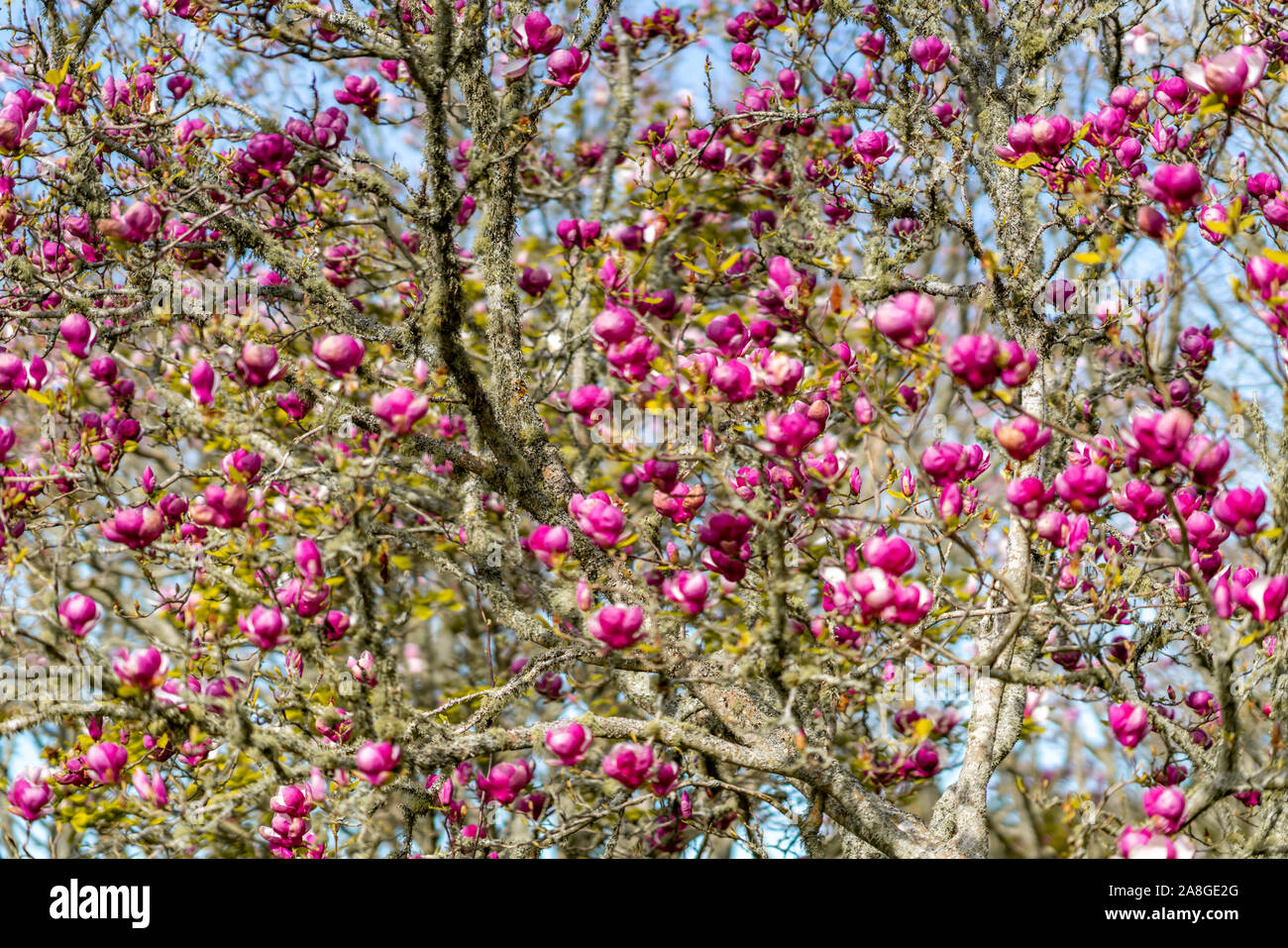 Magnolia Blumen, Cornwall Park, Auckland, Neuseeland Stockfoto