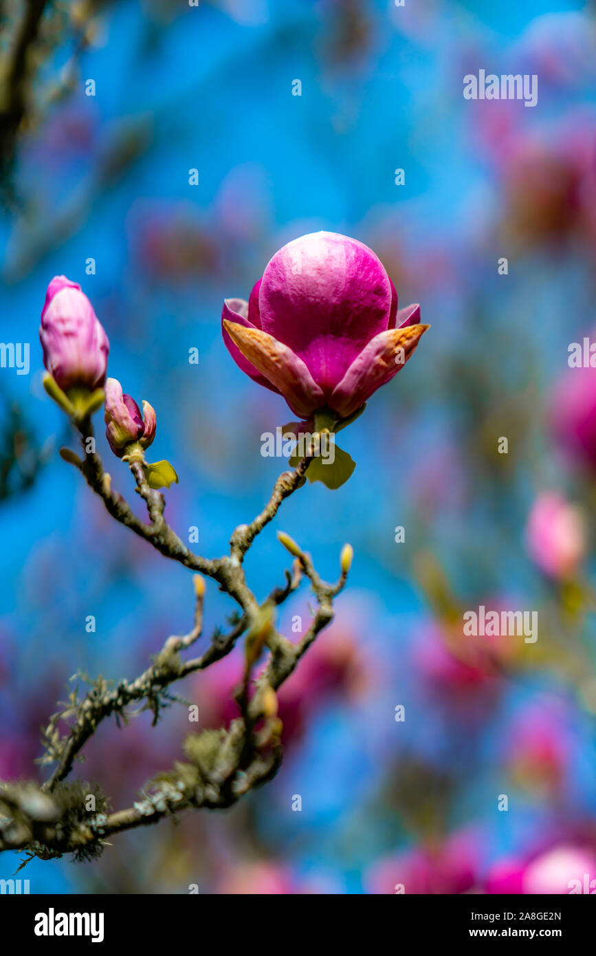 Magnolia Blumen, Cornwall Park, Auckland, Neuseeland Stockfoto