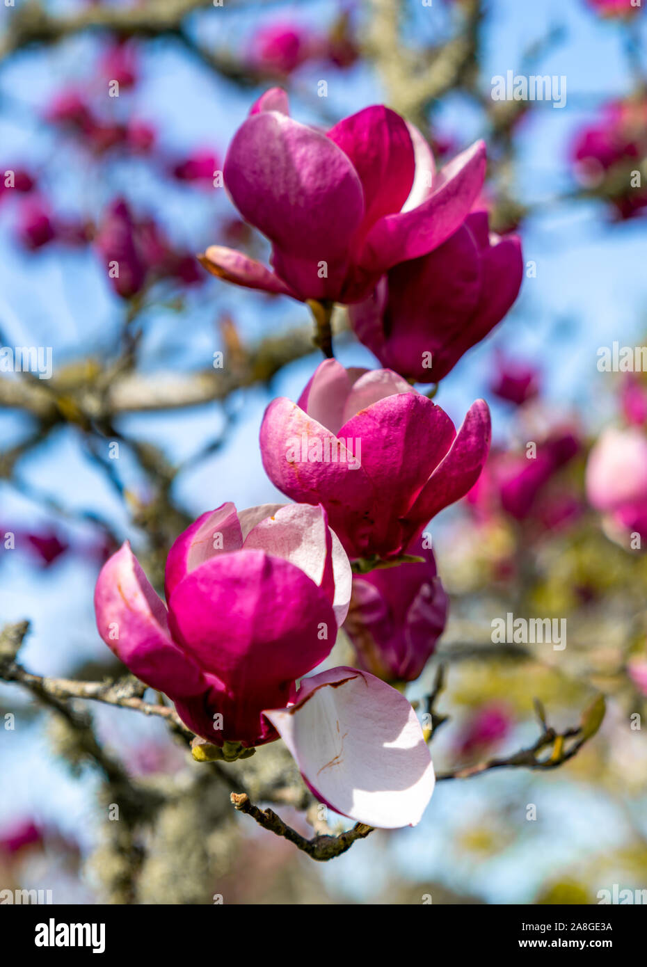 Magnolia Blumen, Cornwall Park, Auckland, Neuseeland Stockfoto