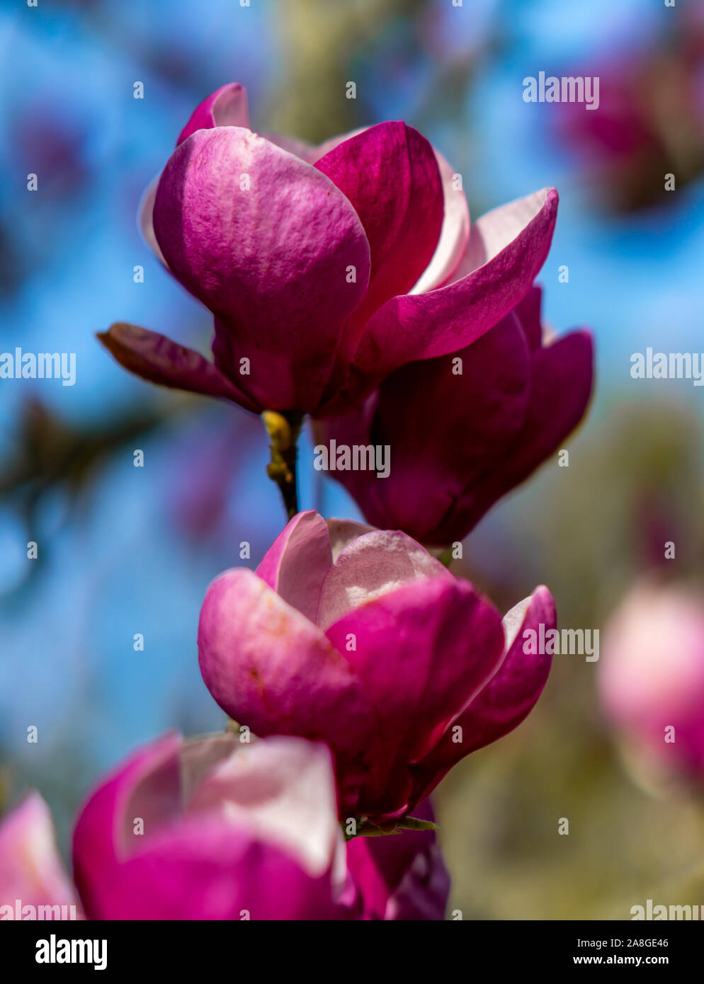 Magnolia Blumen, Cornwall Park, Auckland, Neuseeland Stockfoto