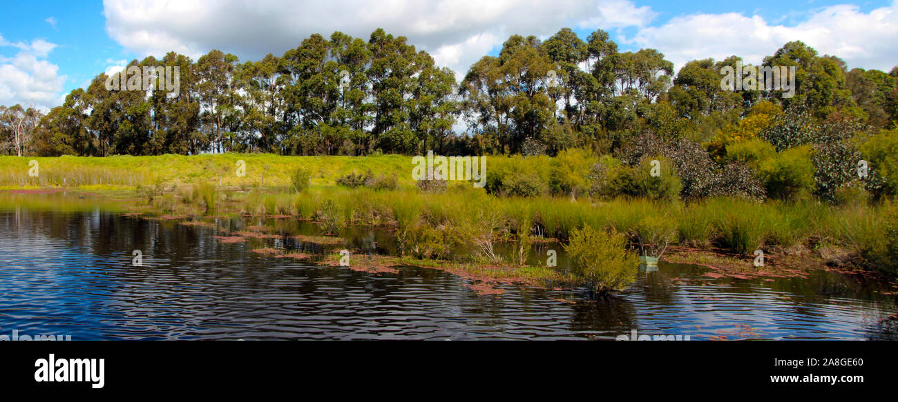 Die Erhaltung der Feuchtgebiete Lebensraum in Picton in der Nähe von Bunbury Western Australia hilft Vögeln und Amphibien zu fördern und ist ein beliebter Picknickplatz. Stockfoto