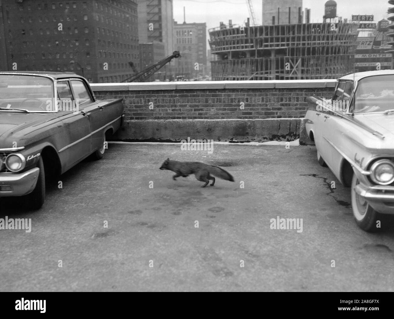 Eine städtische fox Bindestriche zwischen Autos parken in einem Parkhaus in der Innenstadt von Chicago, Ca. 1958. Stockfoto Eine städtische fox Bindestriche zwischen Autos parken in einem Parkhaus in der Innenstadt von Chicago, Ca. 1958. Stockfoto
