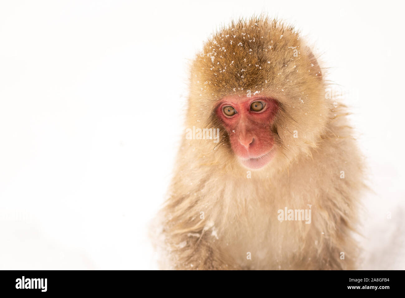 Japanische Snow Monkey - Porträt Stockfoto