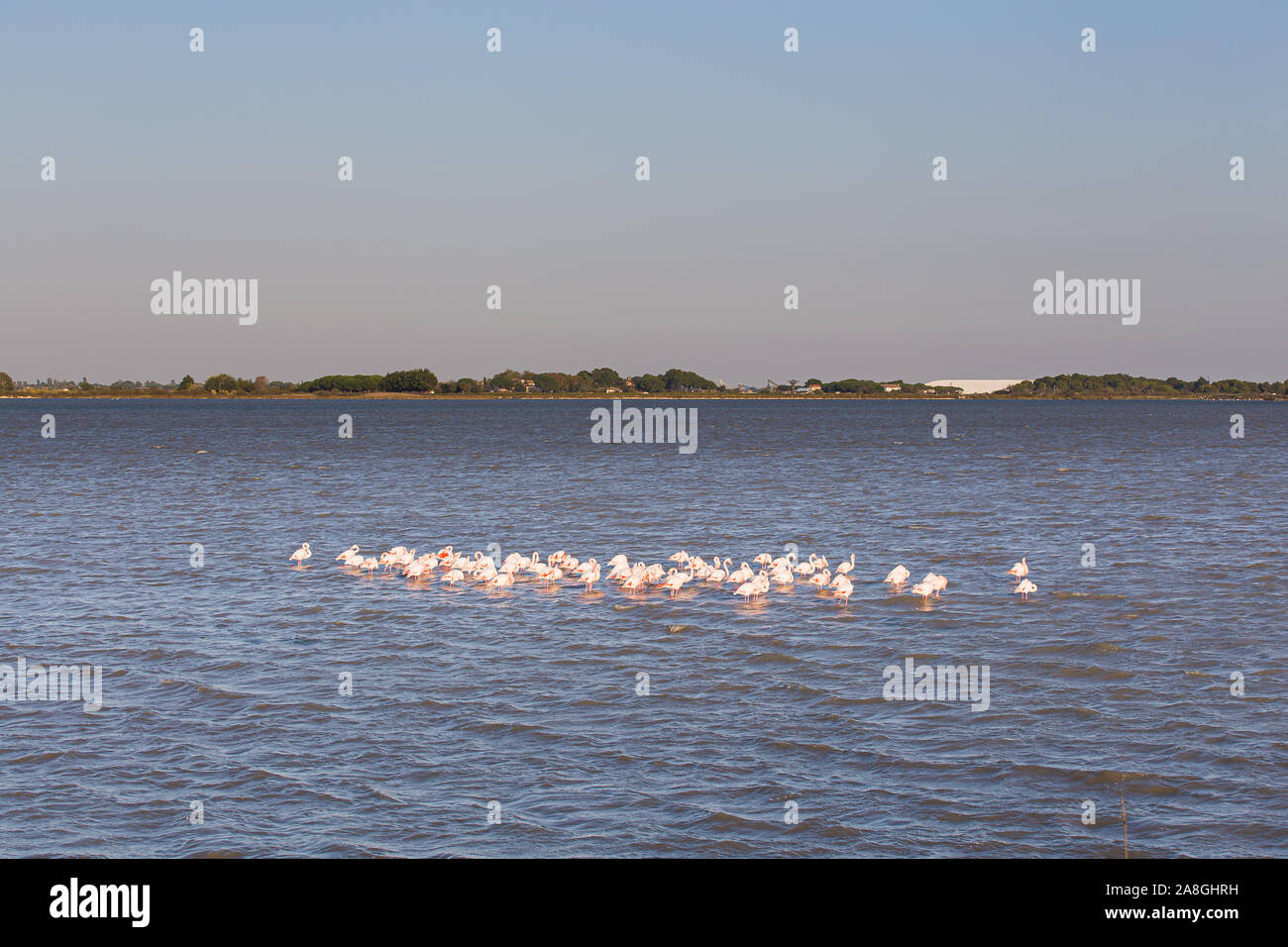 Viele rosafarbene flamingos auf einem großen See La Camargue Stockfoto